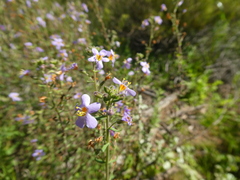 Chaenostoma caeruleum