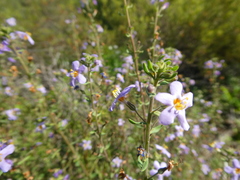 Chaenostoma caeruleum