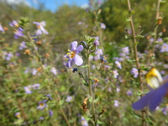 Chaenostoma caeruleum