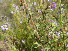 Chaenostoma caeruleum