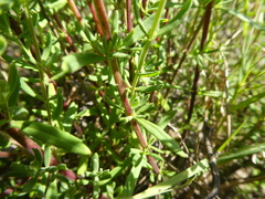 Chaenostoma caeruleum