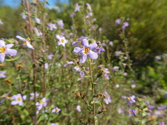 Chaenostoma caeruleum