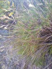 Pentameris acinosa