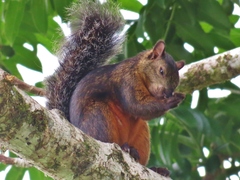 Sciurus variegatoides thomasi