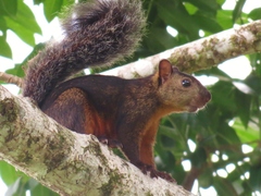 Sciurus variegatoides thomasi