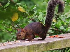 Sciurus variegatoides thomasi