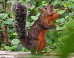 Sciurus variegatoides thomasi