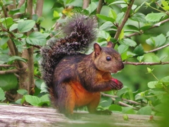 Sciurus variegatoides thomasi