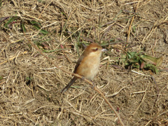 Lanius bucephalus