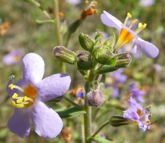 Chaenostoma caeruleum