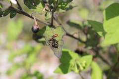 Spilostethus furcula
