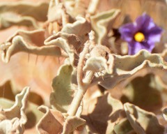 Solanum lasiophyllum