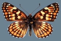 Chlosyne leanira alma