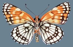 Chlosyne leanira alma