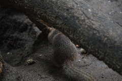 Notocitellus adocetus
