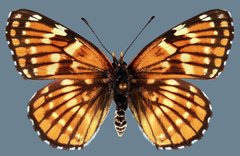 Chlosyne leanira alma