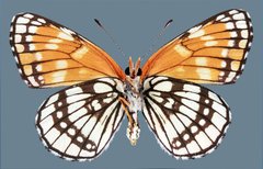 Chlosyne leanira alma