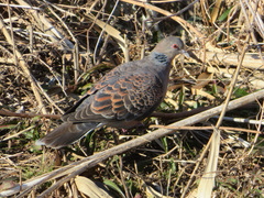 Streptopelia orientalis