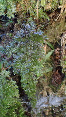 Hymenophyllum fujisanense