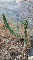 Euphorbia
