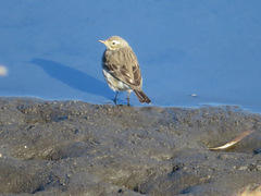 Anthus rubescens japonicus
