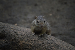 Notocitellus adocetus