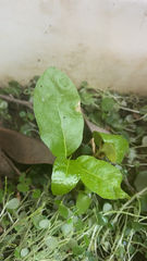 Dysoxylum spectabile