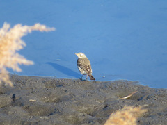 Anthus rubescens japonicus