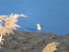 Anthus rubescens japonicus