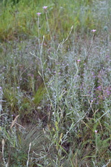 Xeranthemum cylindraceum
