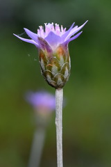 Xeranthemum cylindraceum