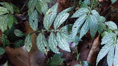 Elatostema parvum