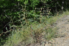 Astragalus ponticus