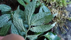 Elatostema parvum