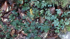 Elatostema parvum