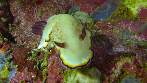 Goniobranchus sinensis — seen at this dive site