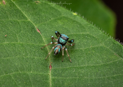 Thiania bhamoensis