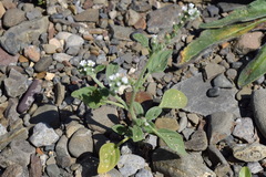 Heliotropium ellipticum