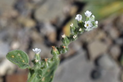 Heliotropium ellipticum