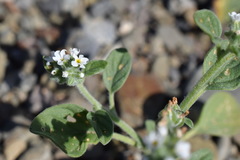 Heliotropium ellipticum