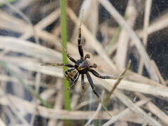 Xysticus pseudocristatus