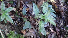 Mercurialis leiocarpa