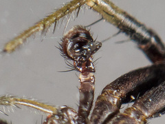 Xysticus pseudocristatus