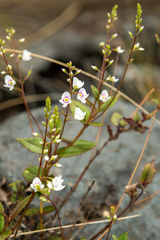 Veronica lanceolata