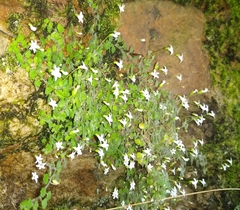 Wimmerella pygmaea