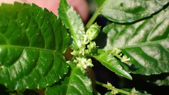 Mercurialis leiocarpa