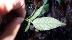 Mercurialis leiocarpa