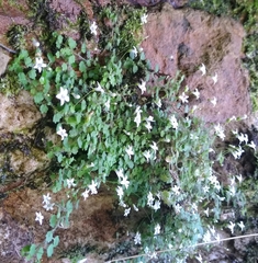 Wimmerella pygmaea
