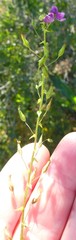 Diascia parviflora