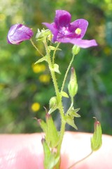 Diascia parviflora